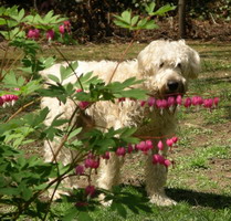 Jimmy behind flowers 05-2004